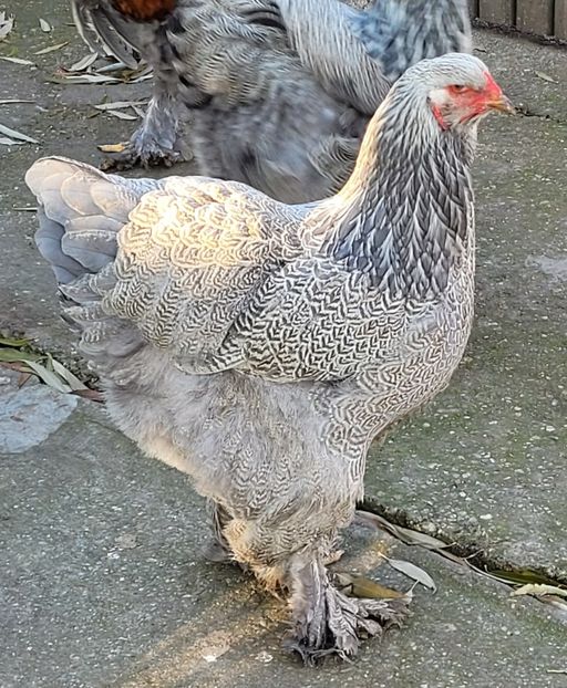  - a__Pui și tineret brahma 2022