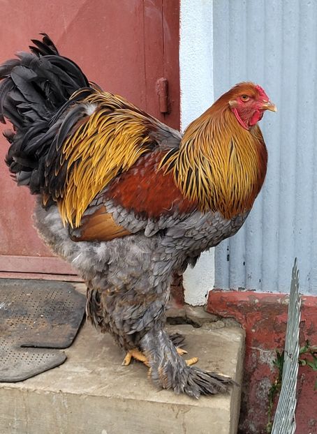  - a__Pui și tineret brahma 2022