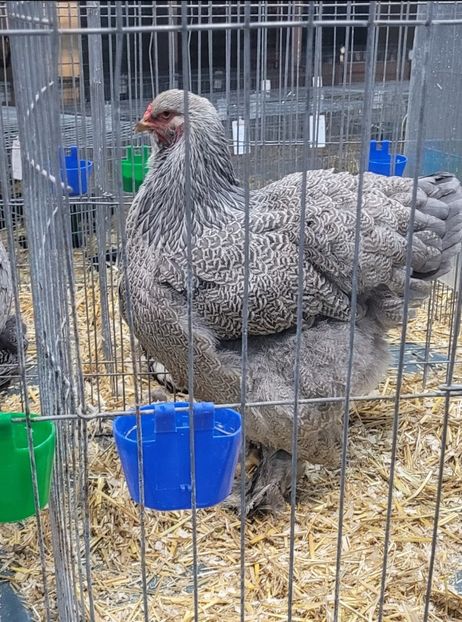 Screenshot_20221213_163015 - a__Pui și tineret brahma 2022