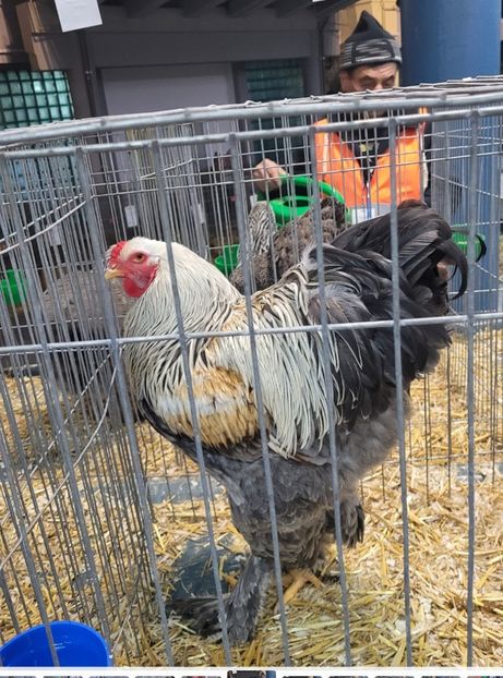 Screenshot_20221212_222438 - a__Pui și tineret brahma 2022