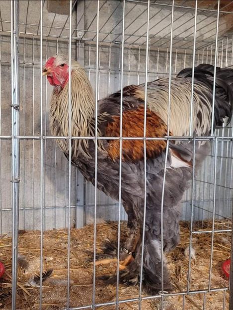 Screenshot_20221212_181218 - a__Pui și tineret brahma 2022