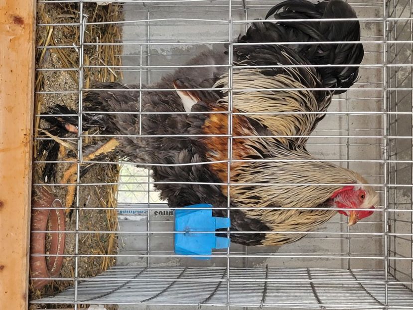  - a__Pui și tineret brahma 2022