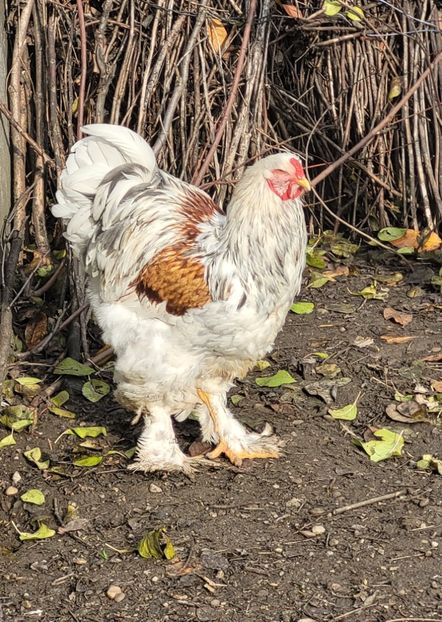  - a__Pui și tineret brahma 2022