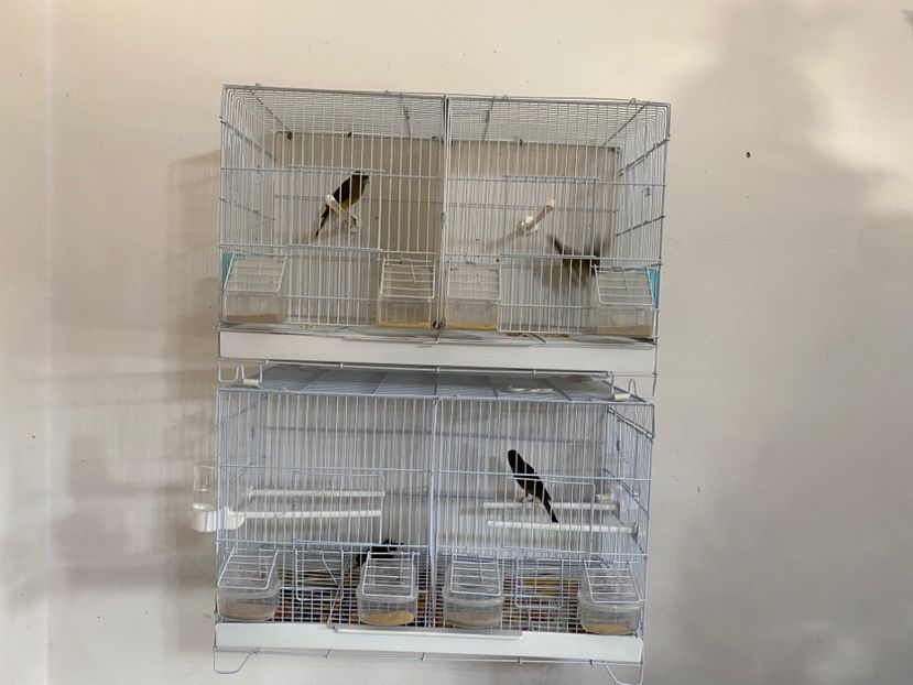 940AC758-1240-4D4D-981C-58BFF663C334 - Canari