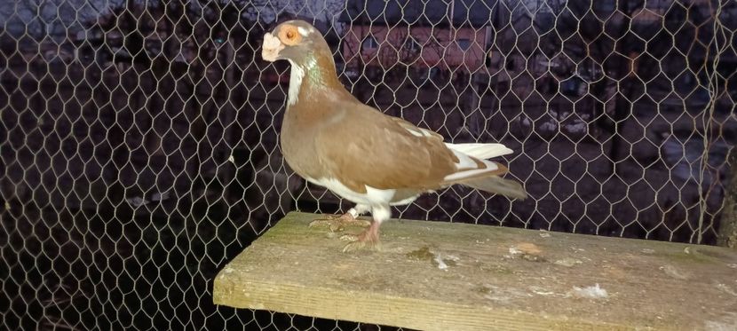  - PORUMBEI PASIUNE PERFECTIUNE PERSPECTIVE