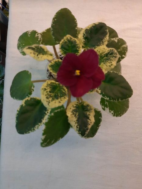  - Mac s Something Special