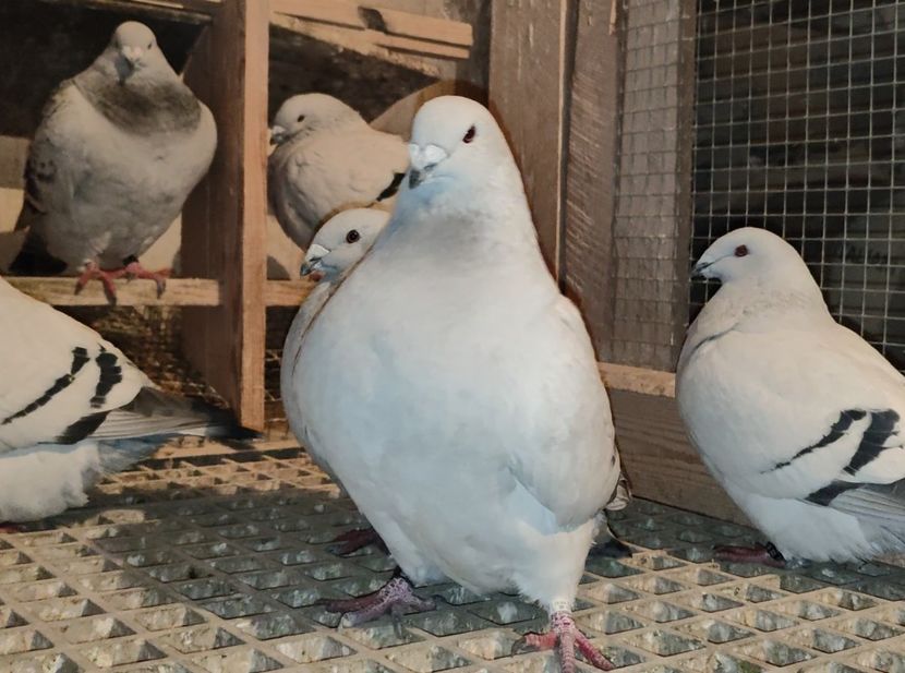 PL22-A2398 ARCHIWUM - i- MLODE -2022- Youth