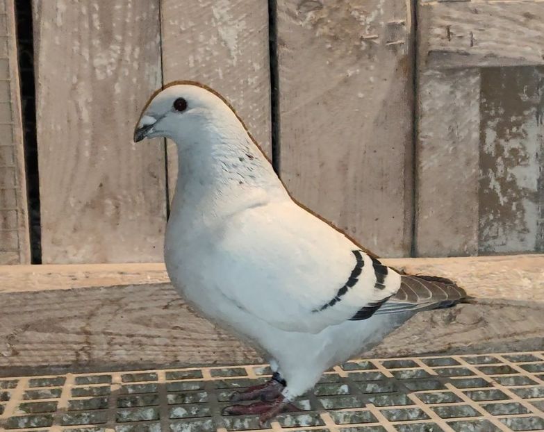 PL22-A2396 Archiwum - i- MLODE -2022- Youth