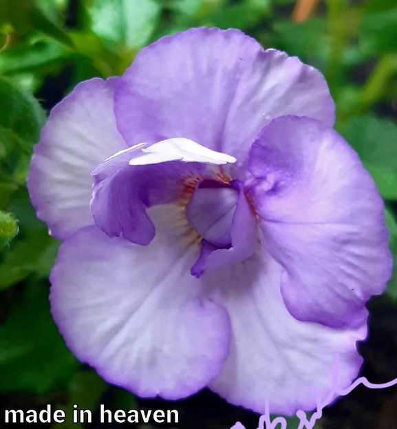 Made in Heaven - Made in Heaven