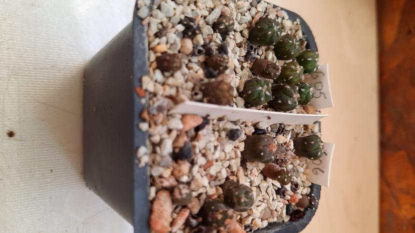  - astrophytum hb