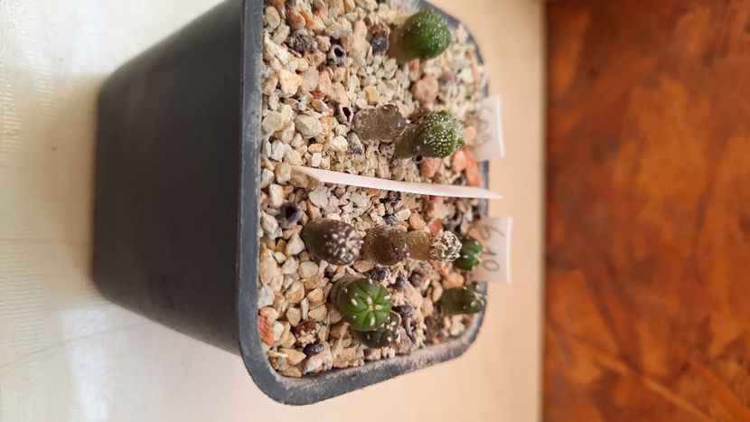  - astrophytum hb