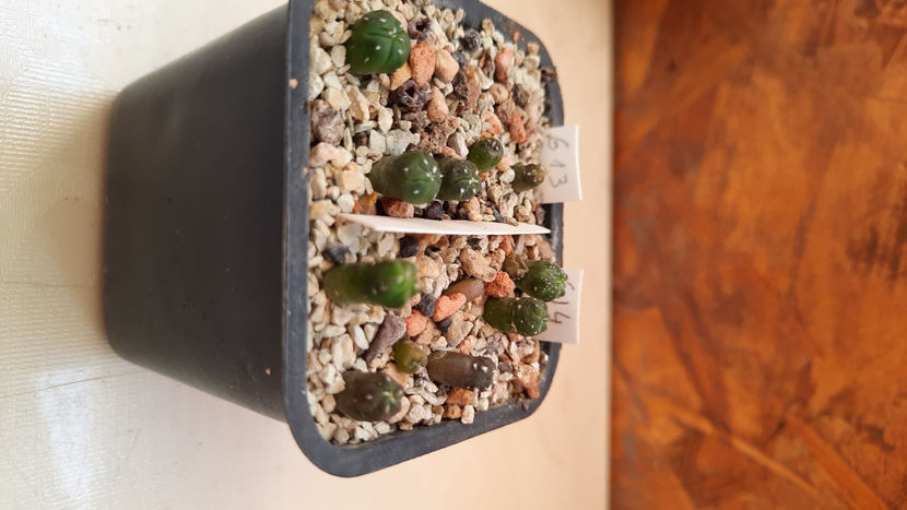  - astrophytum hb