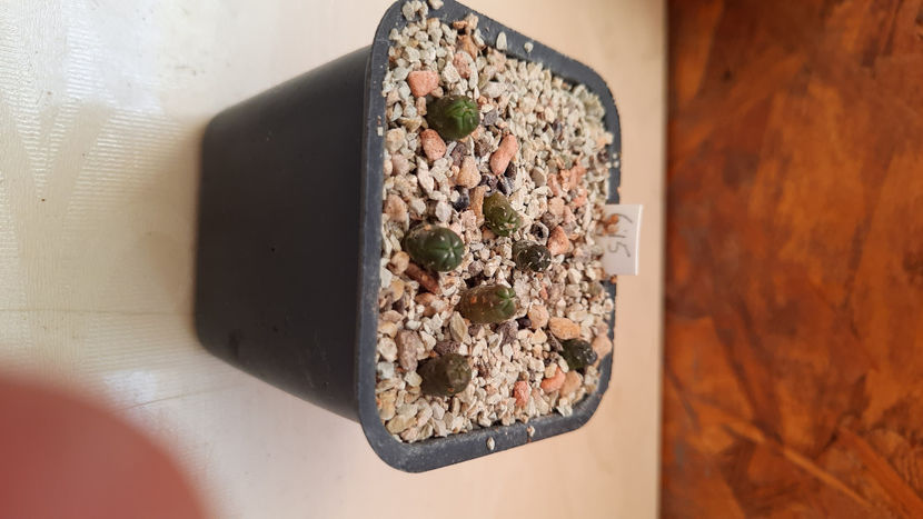  - astrophytum hb