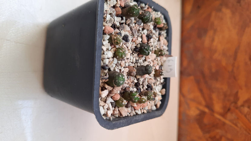 - astrophytum hb