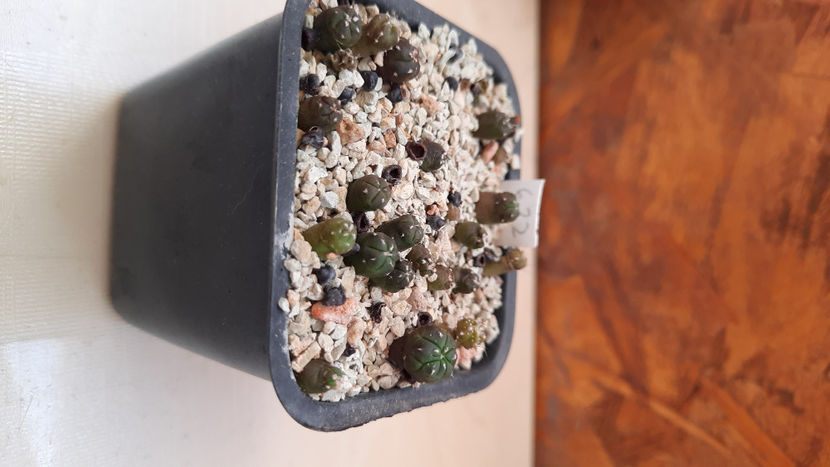  - astrophytum hb