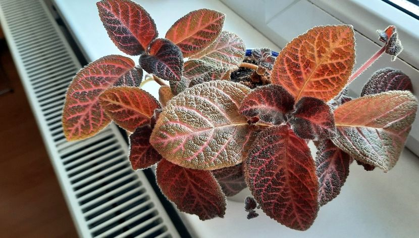 Nu-i mai stiu numele :) - Episcia 2023