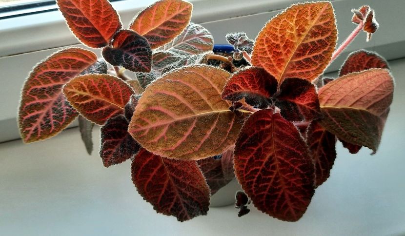 Kee Wee - Episcia 2023