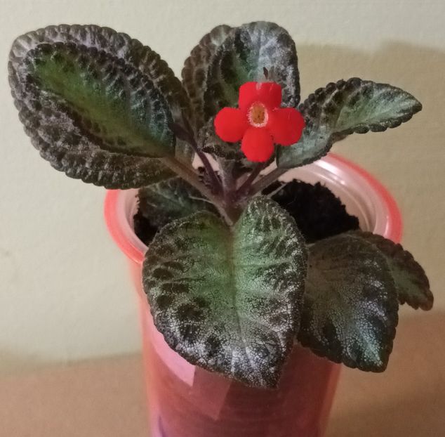 Un An Nou, aceeasi mare iubire! - Episcia - a opta minune a lumii