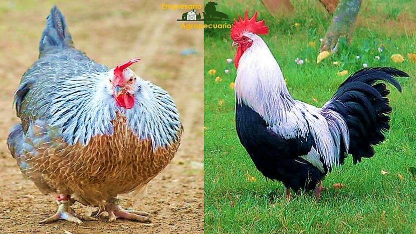 24130318_1880382505623918_6046813887390936146_o - Gainile mele