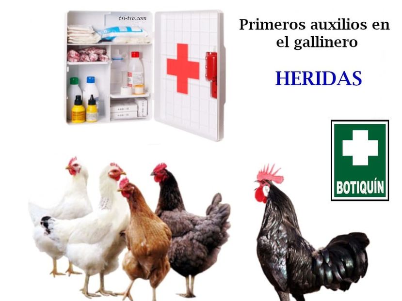 82538796_2486420088153808_4962394905876889600_o - Gainile mele