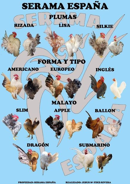 103961339_3942316269173975_2950035937833504770_o (2) - copia - Gainile mele