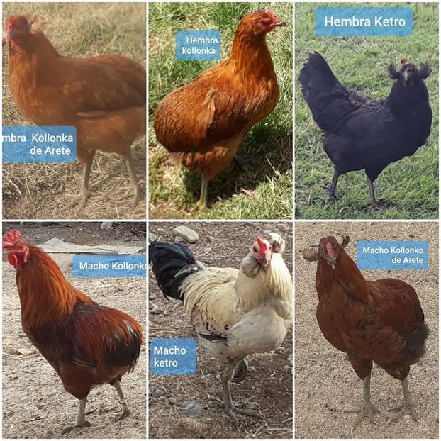 107389967_975388069571499_24281404487750936_o - Gainile mele