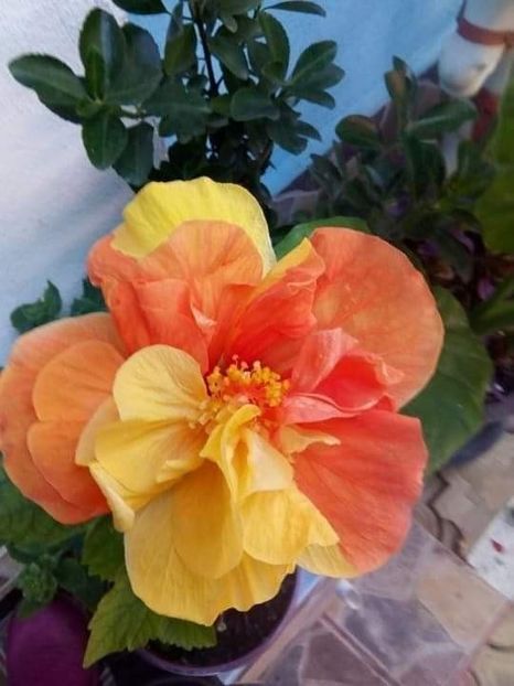 received_1412980019125878 - Hibiscusi