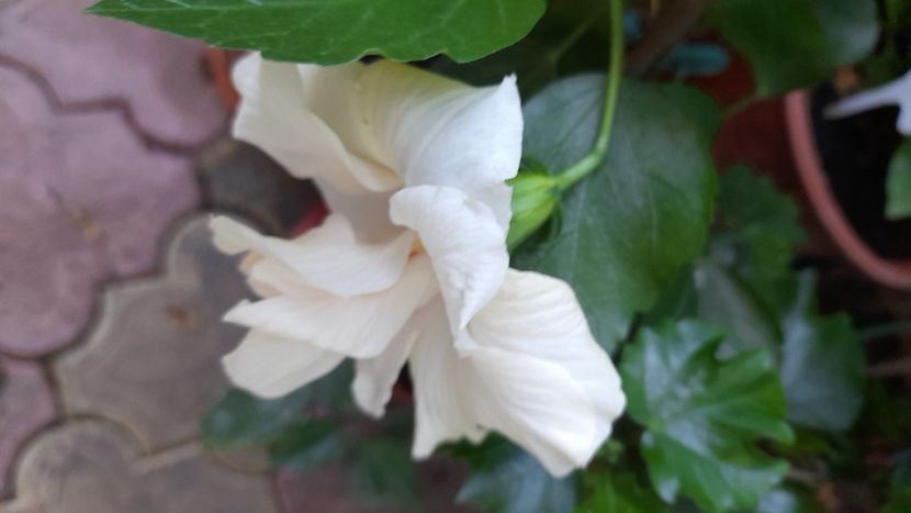  - Hibiscusi