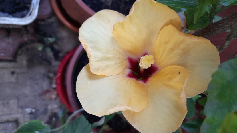  - Hibiscusi
