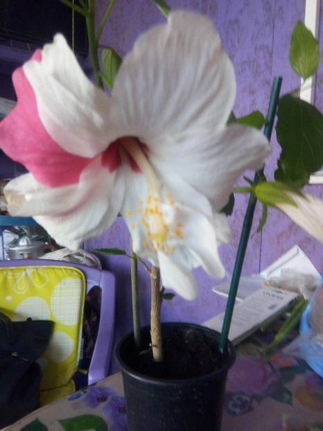 received_292035222128978 - Hibiscusi