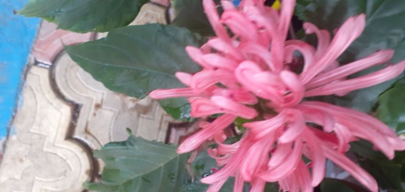 - Hibiscusi