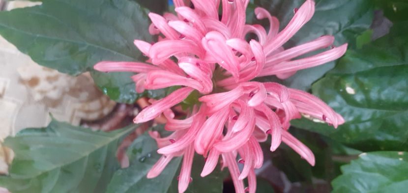  - Hibiscusi