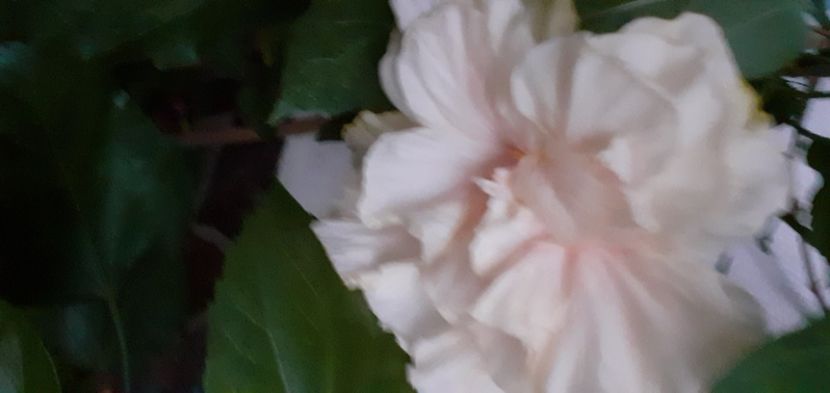  - Hibiscusi
