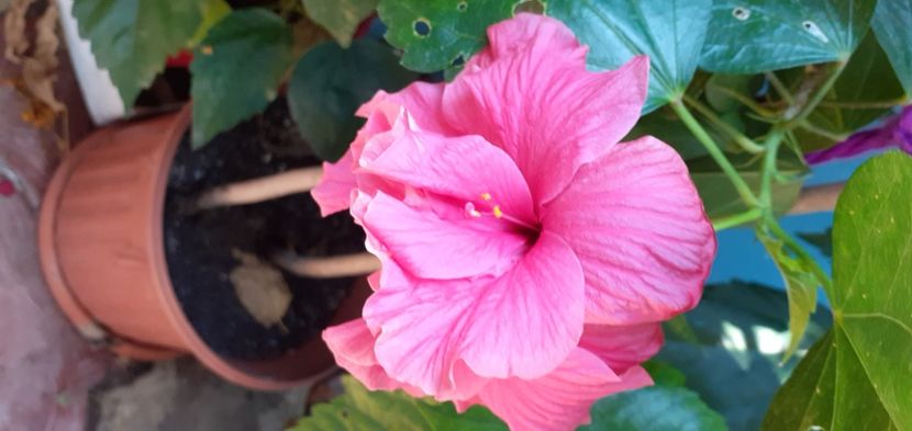  - Hibiscusi