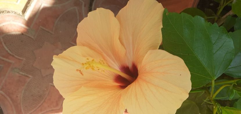  - Hibiscusi