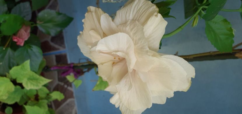  - Hibiscusi