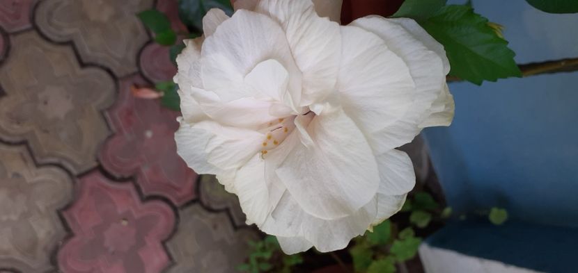  - Hibiscusi