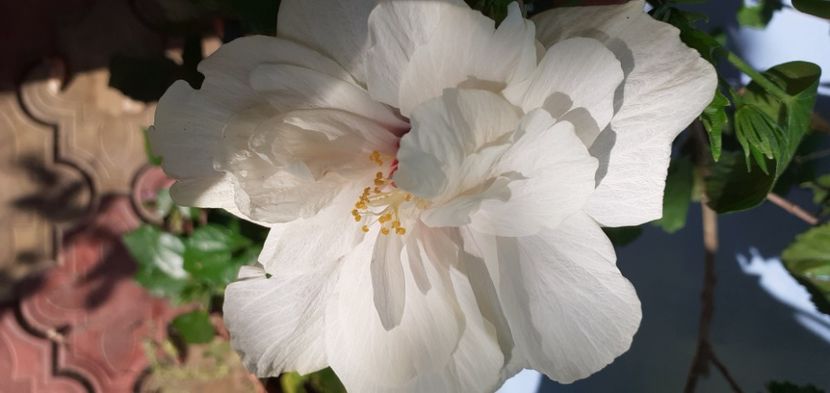  - Hibiscusi