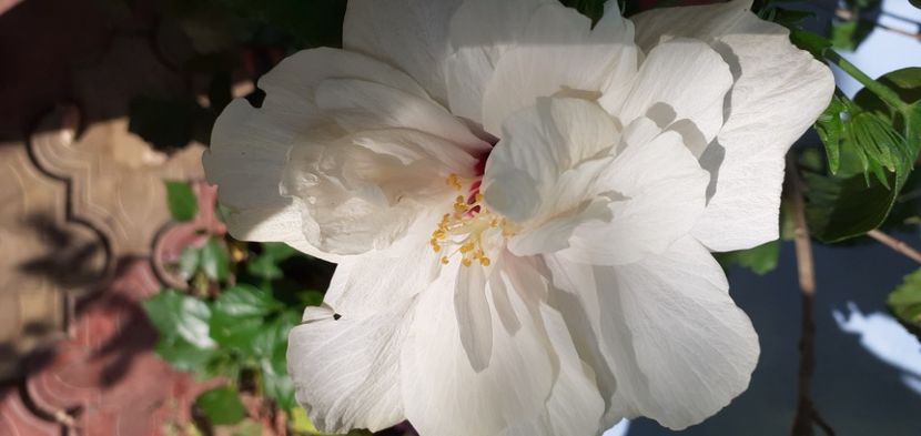  - Hibiscusi