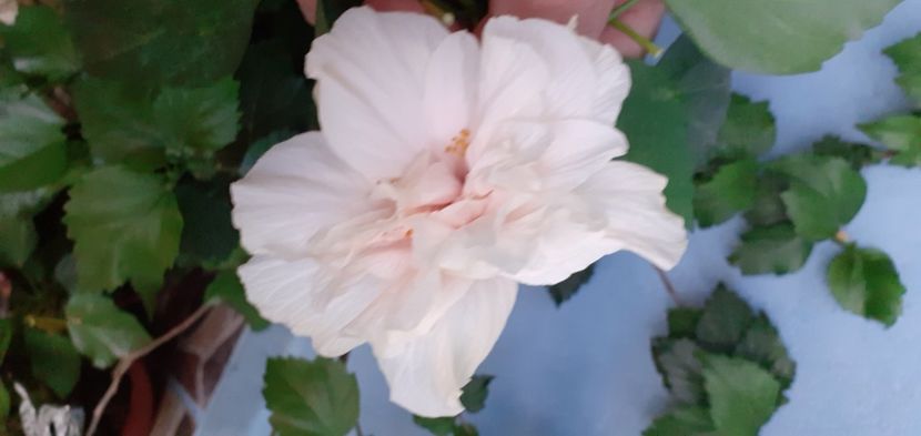  - Hibiscusi