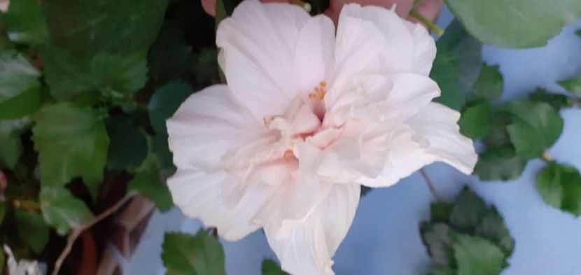  - Hibiscusi