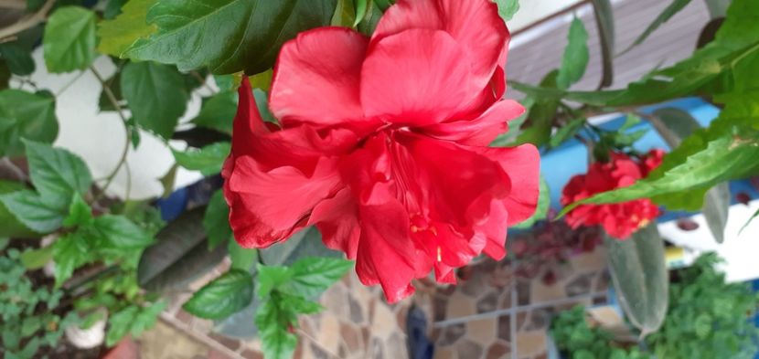  - Hibiscusi