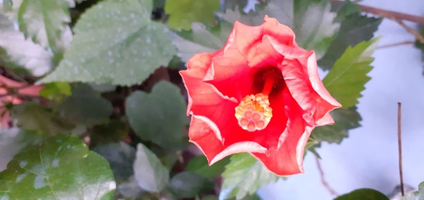  - Hibiscusi