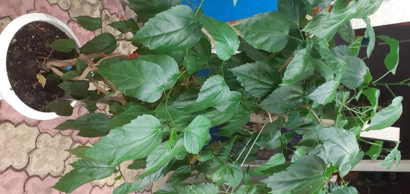  - Hibiscusi