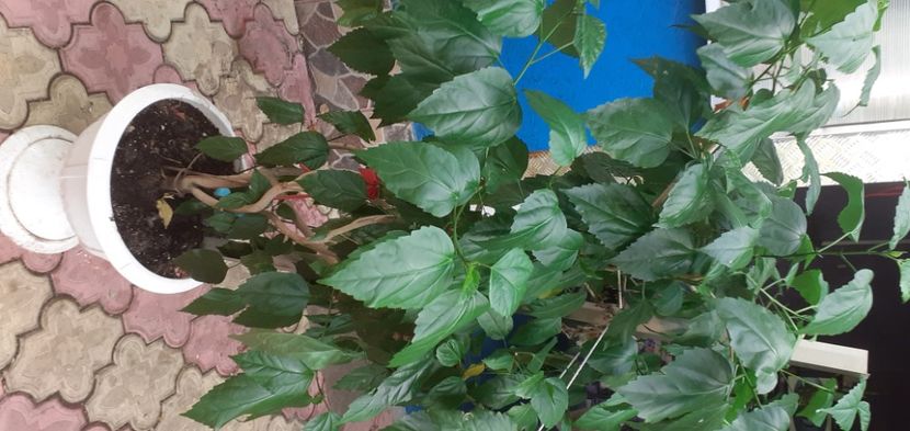  - Hibiscusi