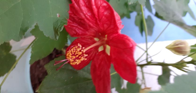  - Hibiscusi