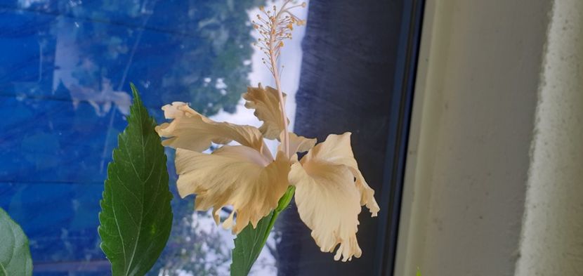  - Hibiscusi