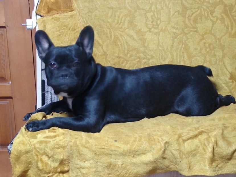 MVIMG_20221227_084150240 - Bodyguard