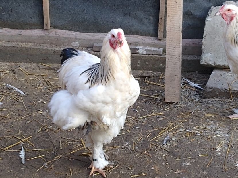 MVIMG_20230101_155718564 - Brahma