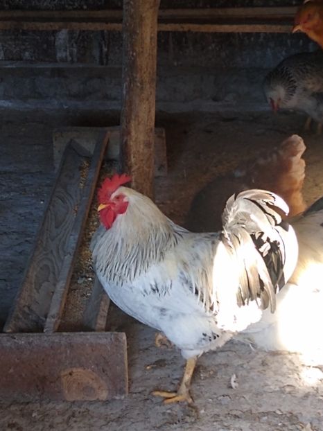 Cocos primăvară 2022 ,de țară - Diverse